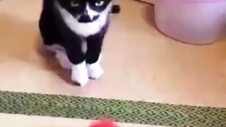 Cute pet funny moment 2
