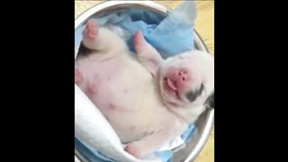Meet the cutest and funniest animals in the world!  ????