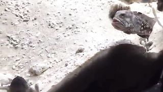 fish fight