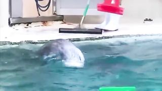 diligent otter