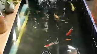 Kolam terpal