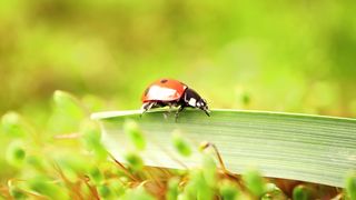 Bed Bugs: Tiny Pests, Big Problems"