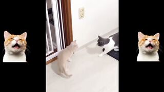 Collection of Funny Cat Videos 4
