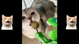 Collection of Funny Cat Videos 5