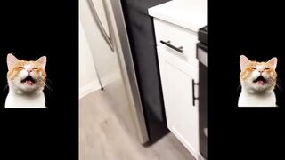 Collection of Funny Cat Videos 6
