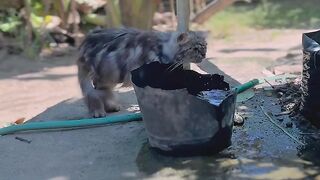 Cute cat ???????????? 3