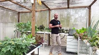 A Revolutionary New Method of Growing Ginger and Turmeric