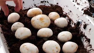 How to grow mushrooms at home!