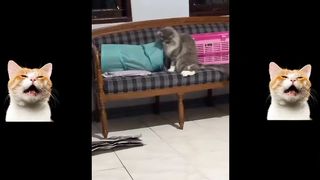 Collection of Funny Cat Videos 7