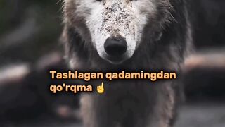 Wolf never give up