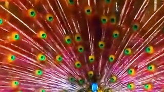 Amazing Birds 3