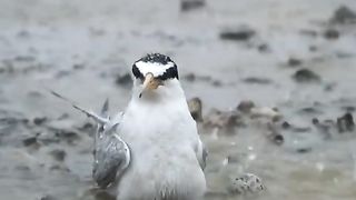 Amazing 118