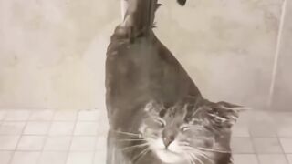 cute cat likes to take a bath alone
