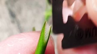 Gardening tips: grafting flowers for a stunning garden.