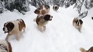 Cute Dogs 2