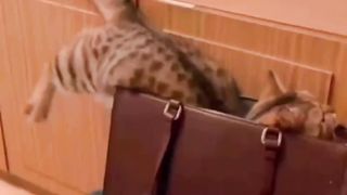 Perjuangan mamak kucing demi si onyen