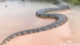 BERUSIA_100_TAHUN!_Kemunculan_Ular_Lembu_Sepanjang_81M_Gegerkan_Warga_Kalimantan!(360p).