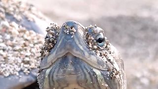 The story of the dog and the turtle