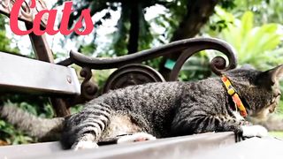 Domestic cats