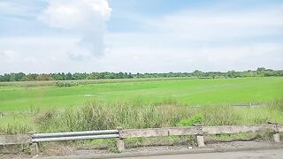 Vast Rice Fields
