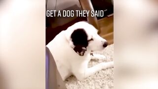 Funny Cats And Dogs Videos ???????? Funniest Animals