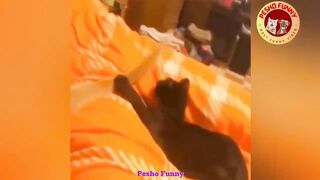 Funny ???? Cats And Dogs ???? video