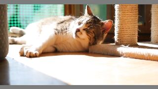 A cat video 5