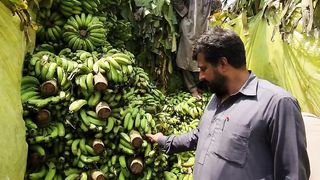 Banana making Natural
