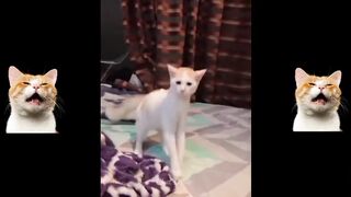 Collection of Funny Cat Videos 8