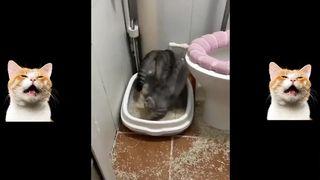 Collection of Funny Cat Videos 9