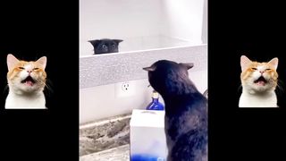 Cute and active cat video