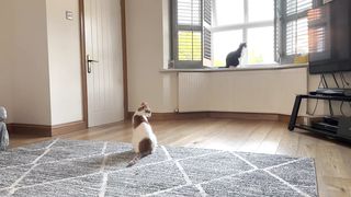 Cat meowing