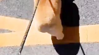 Funny lovely puppy No.2