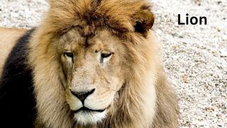 Very ferocious lion