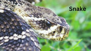 dangerous cobra