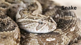 Dangerous snake