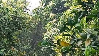 Meditation Relax Music #shorts #nature #