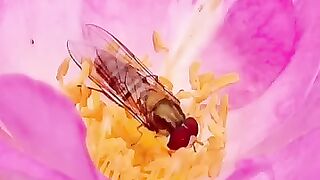 #Beautiful #creative #nature #love #shorts #viral #video