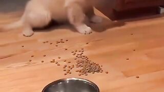 Cute puppy 5