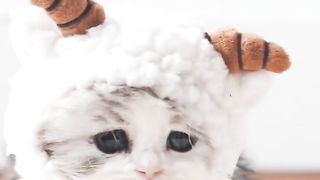Cute little cat 2