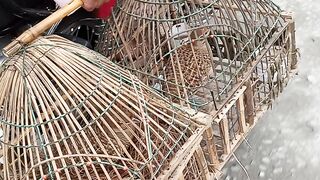 Male and female with eggs ...https://payup.video/u/205463