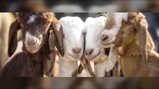 The Hilarious Adventures of Chuckles: The Most Amazing Goat! ????????