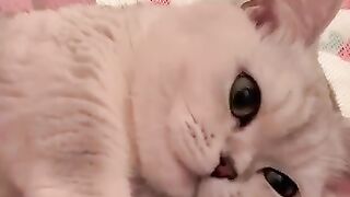Random funy  animal
