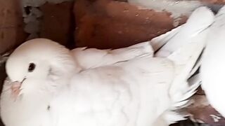 my pigeon loft update