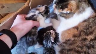 Cat Give Three Beautiful Criminals