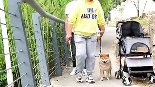 the funny dog scared of the cat and run away