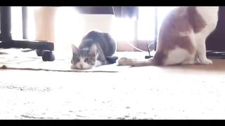 Funny lovely Puppy&kitty No.3
