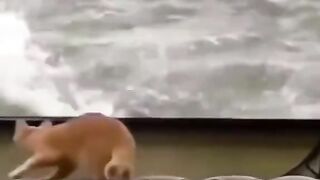 cute cat i love cat are you love cat comment