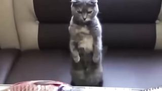 Funny animals 2023 - Funny Cats and Dogs Video - 3