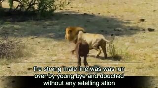 Animal commentary: The scene of the fierce little bison angrily colliding with the male lion is extremely exciting